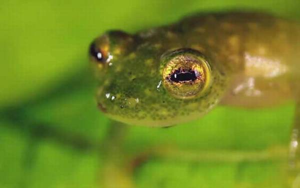 玻璃蛙是什么动物?