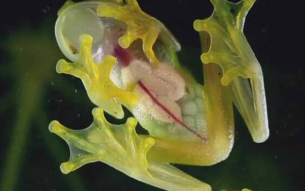 玻璃蛙是什么动物?