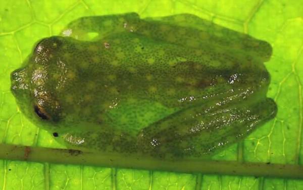 玻璃蛙是什么动物?