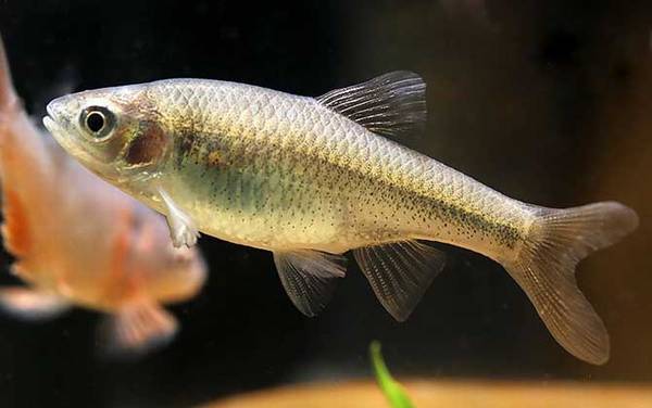 彩虹精灵鱼是什么鱼?