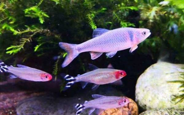 彩虹精灵鱼是什么鱼?