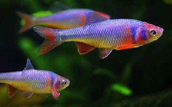 彩虹精灵鱼是什么鱼?