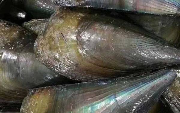 带子是什么动物?