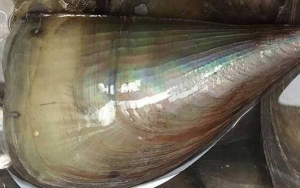 带子是什么动物?