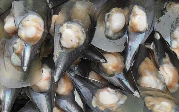 带子是什么动物?