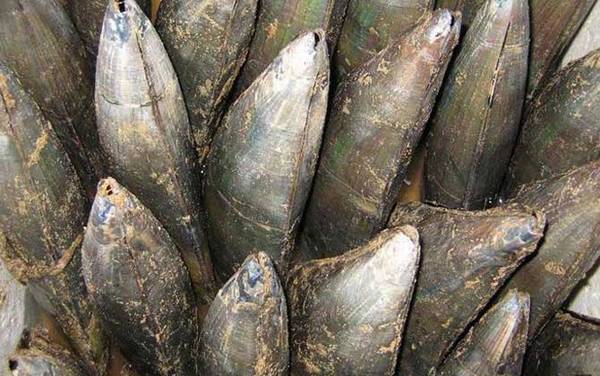 带子是什么动物?