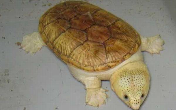 蛋龟品种名称及图片大全