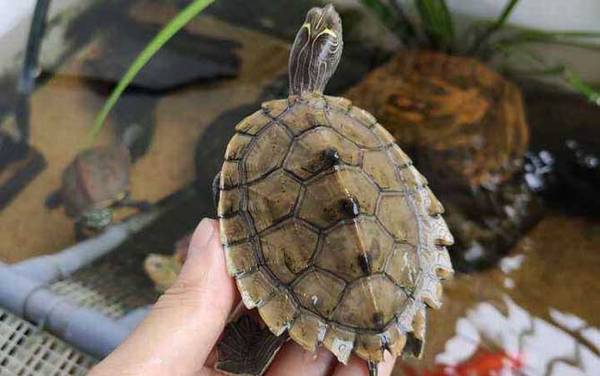 地图龟是什么龟?