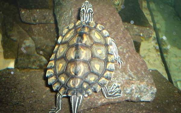 地图龟是什么龟?