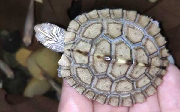 地图龟是什么龟?