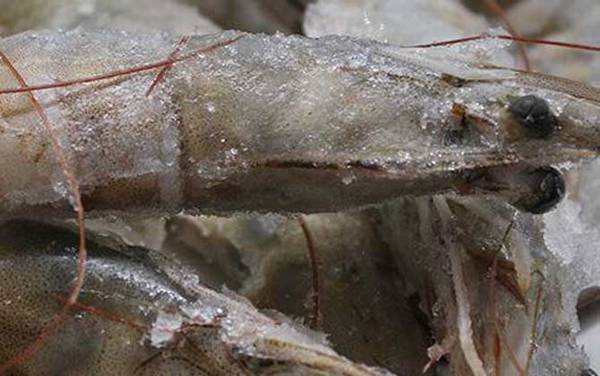 厄瓜多尔白虾是什么虾?