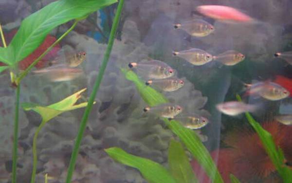 硝化细菌是什么生物?