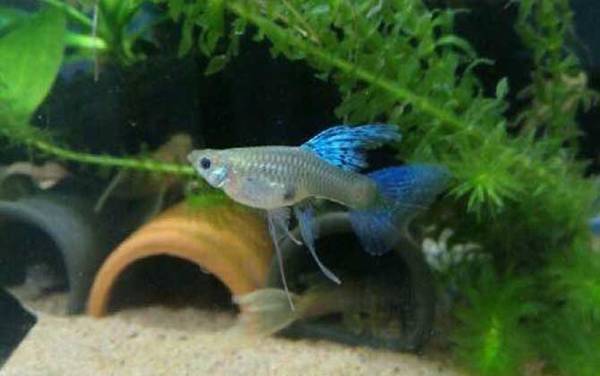 硝化细菌是什么生物?