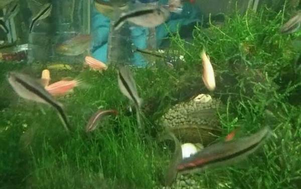 硝化细菌的作用是什么?