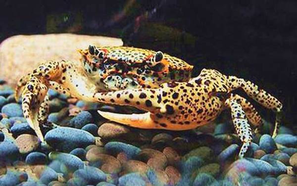 观赏蟹种类名称及图片大全