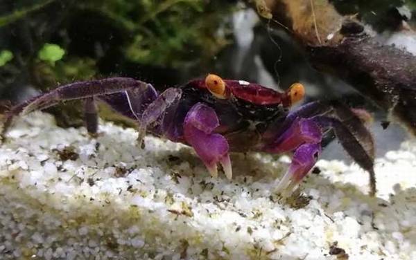 观赏蟹种类名称及图片大全