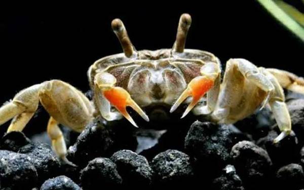 观赏蟹种类名称及图片大全