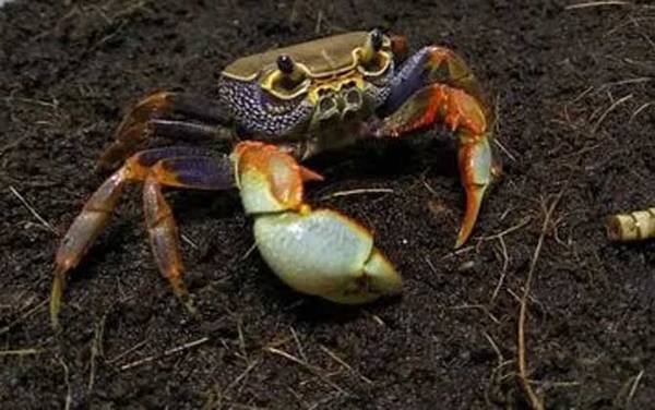 观赏蟹种类名称及图片大全