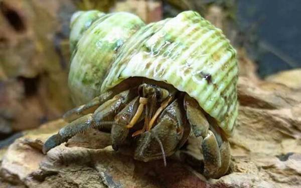 观赏蟹种类名称及图片大全