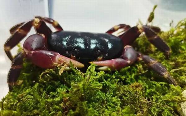 观赏蟹种类名称及图片大全