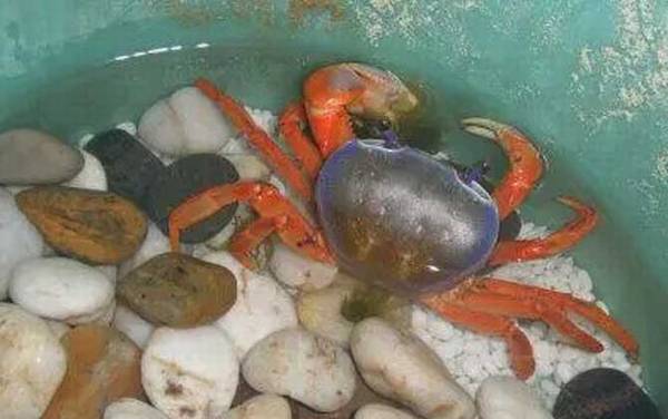 观赏蟹种类名称及图片大全