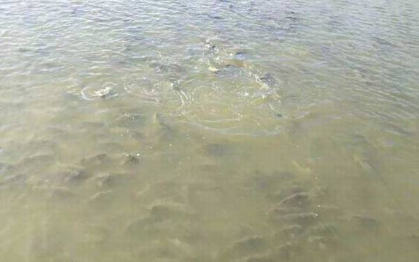 反硝化细菌是什么生物?