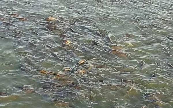 反硝化细菌是什么生物?