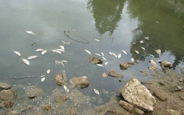 反硝化细菌是什么生物?