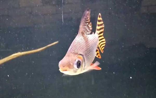飞凤鱼是什么鱼?