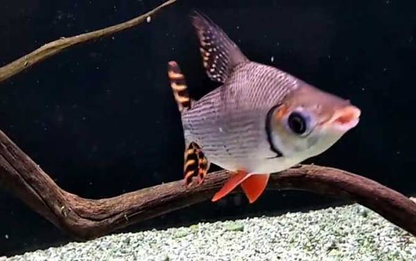 飞凤鱼是什么鱼?