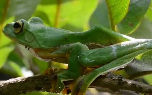 飞蛙是什么动物?