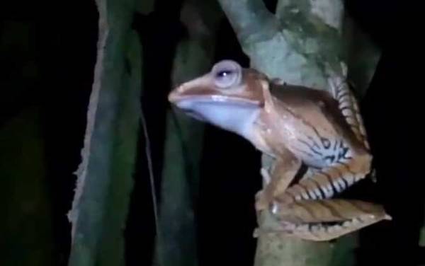 飞蛙是什么动物?