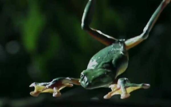 飞蛙是什么动物?