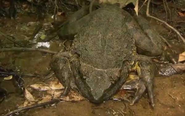 非洲巨蛙是什么动物?