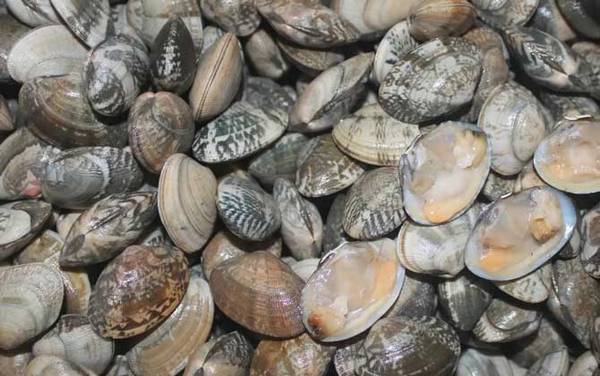 嘎啦是什么动物?