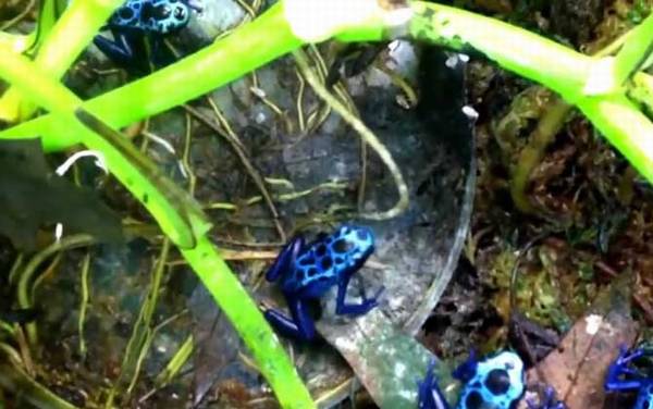 钴蓝箭毒蛙是什么蛙?