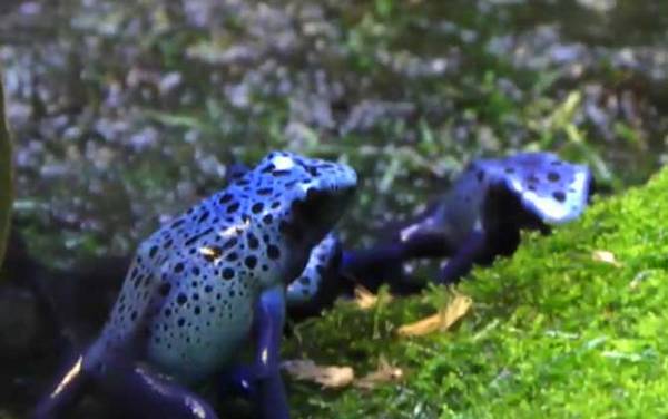 钴蓝箭毒蛙是什么蛙?