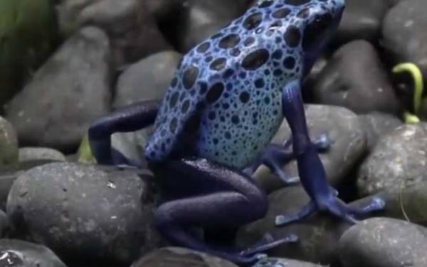 钴蓝箭毒蛙是什么蛙?