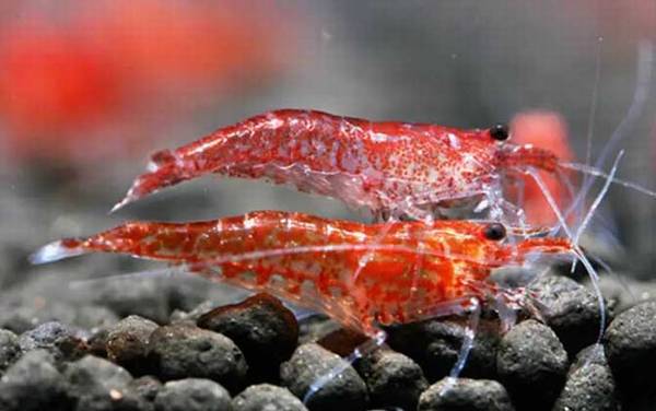 观赏虾品种名称及图片大全