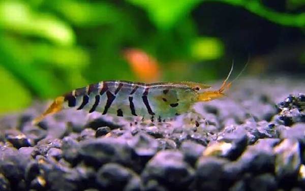 观赏虾品种名称及图片大全