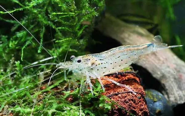 观赏虾品种名称及图片大全