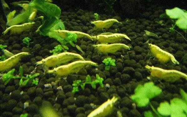 观赏虾品种名称及图片大全