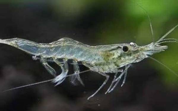 观赏虾品种名称及图片大全