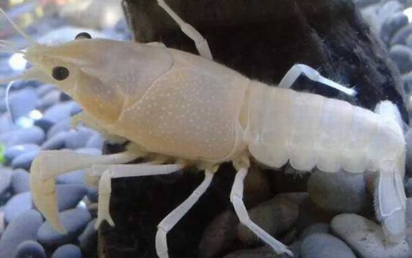 观赏虾品种名称及图片大全