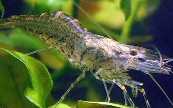 观赏虾品种名称及图片大全