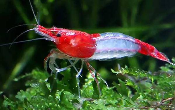 观赏虾品种名称及图片大全