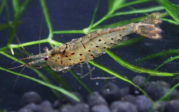 观赏虾品种名称及图片大全