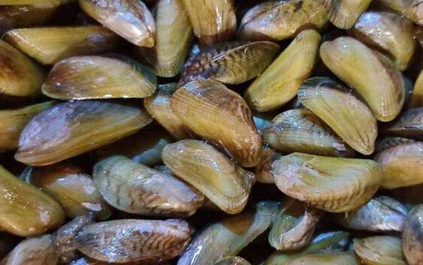 海瓜子是什么东西?