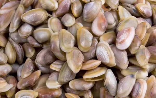 海瓜子是什么东西?