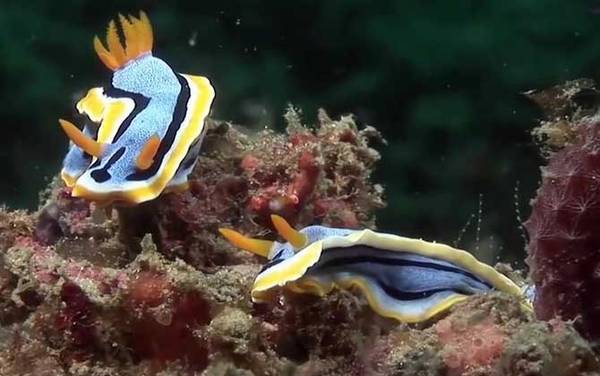 海蛞蝓是什么动物?